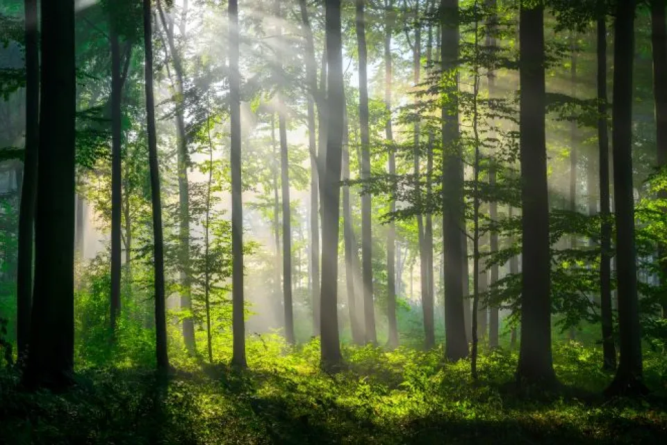 forest with light