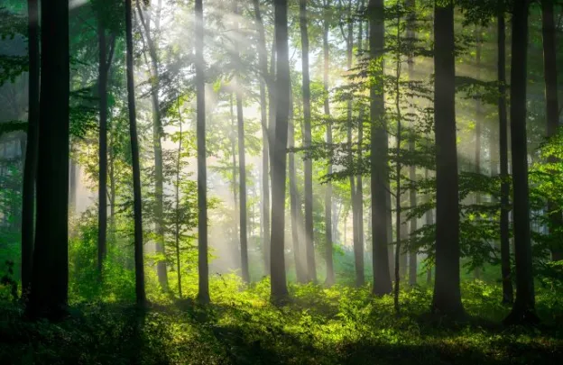 forest with light